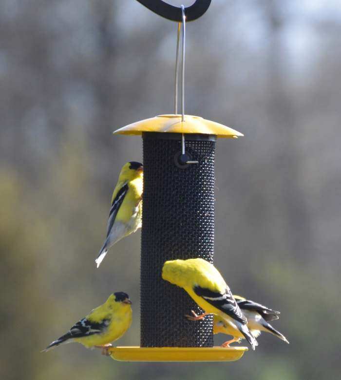 Songbird Petite Yellow Thistle Feeder 2/Pack